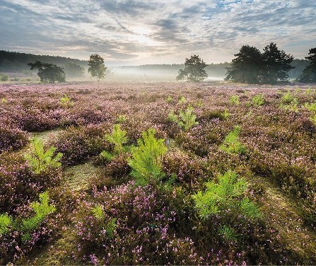 Heathlands